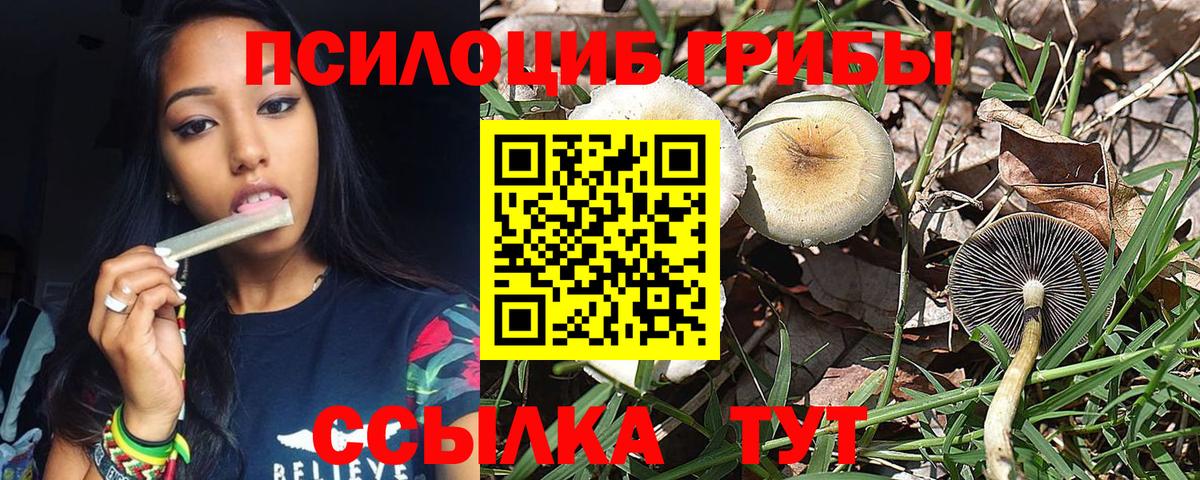 Галлюциногенные грибы Psilocybine cubensis Звенигород